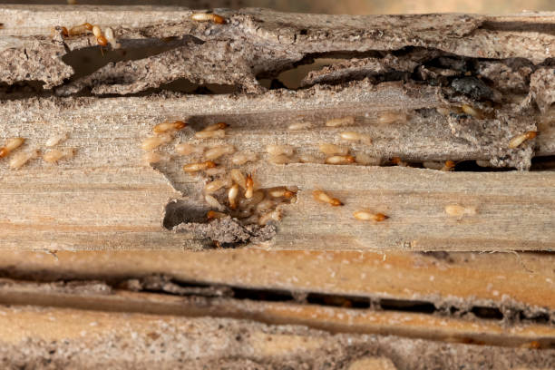 Best Local Pest Control Services  in Fest Grove, OR